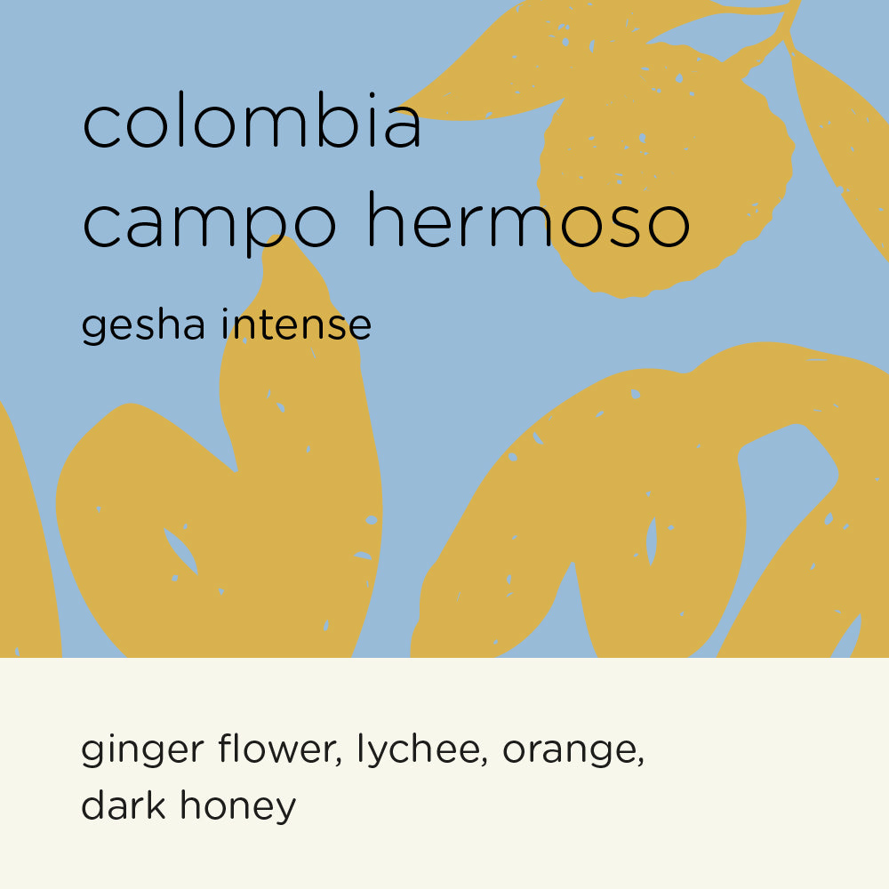 COLOMBIA CAMPO HERMOSO gesha intense