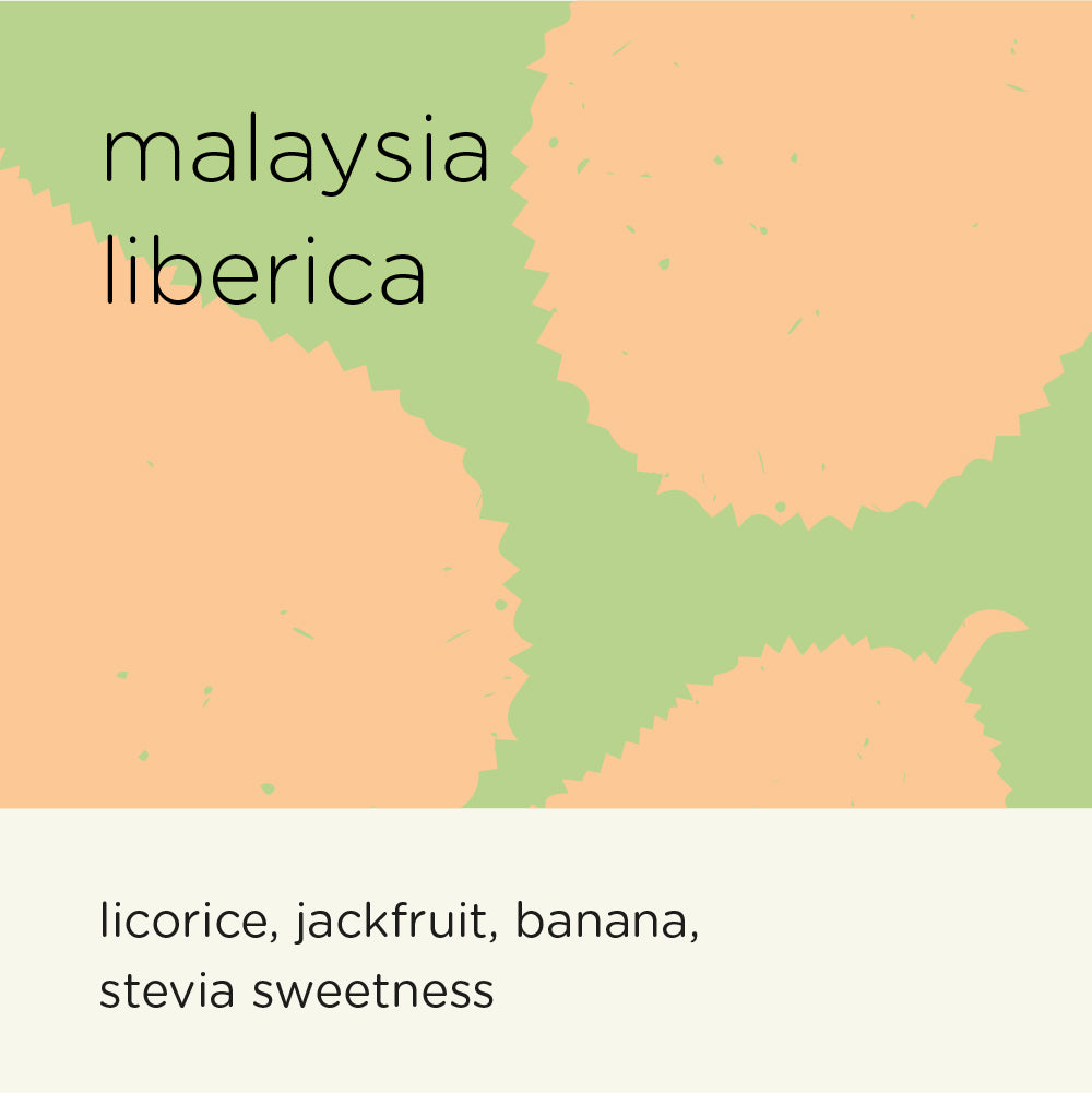 MALAYSIA LIBERICA